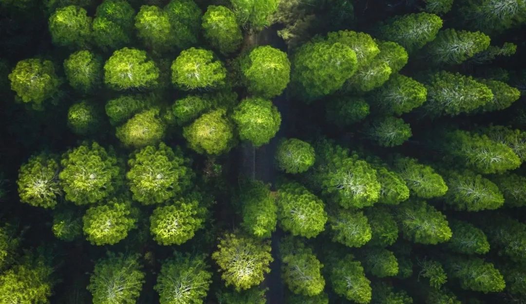 思嘉“樹”度 | 踐行綠色發(fā)展理念，厚植生態(tài)文明新底色